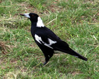 magpie monster